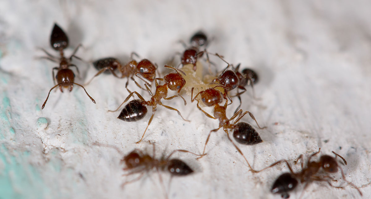 Picture of ants eating ant control bait in baton rouge louisiana