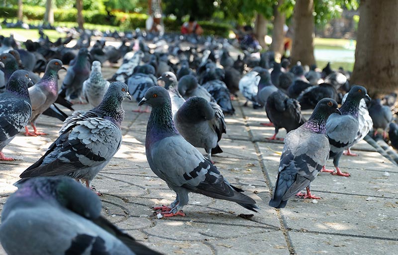 Picture of pigeons at a facilities management company commercial pest control
