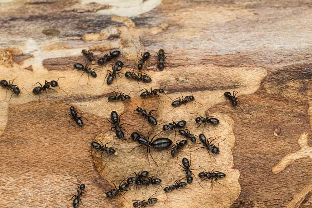 Picture of carpenter ants in baton rouge louisiana