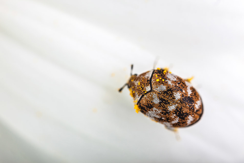 Picture of varied carpet beetle pest control baton rouge louisiana