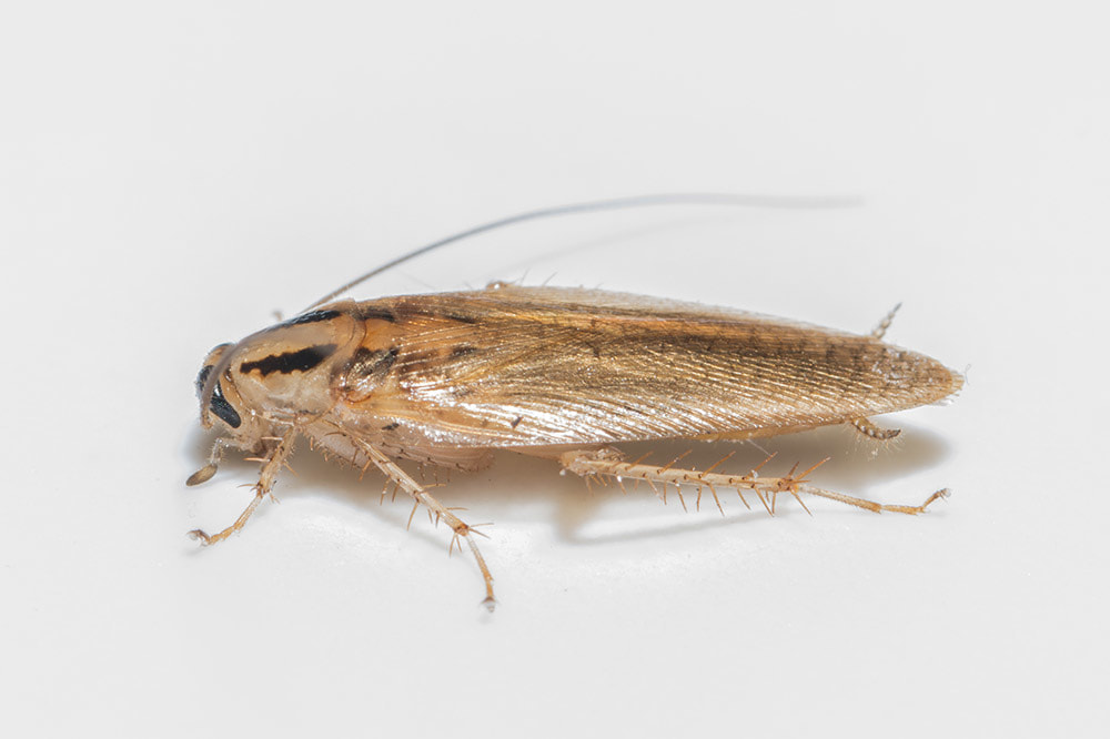 Picture of German Cockroach in Baton Rouge Louisiana