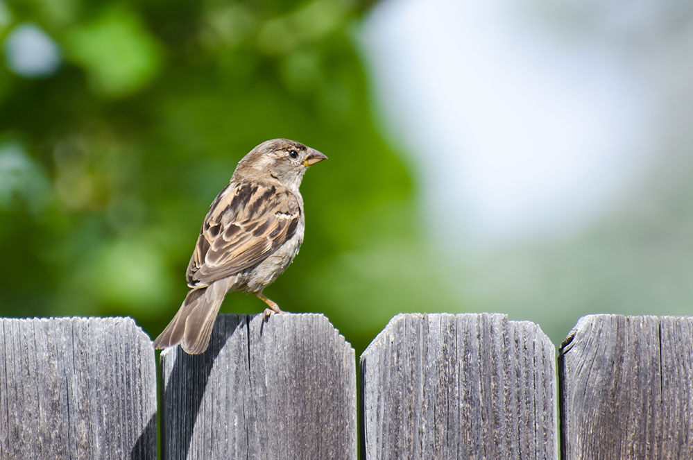 Picture of house sparrow on fence