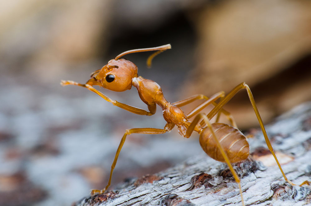 Baton Rouge Pest Control - Crazy Ant Treatment
