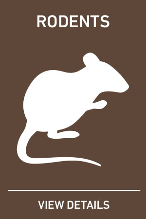 Picture of rodent control icon containing a rat