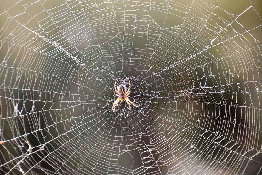 Picture of spider on web in Baton Rouge Louisiana