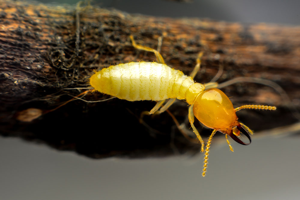 Picture of termite in New Orleans Louisiana