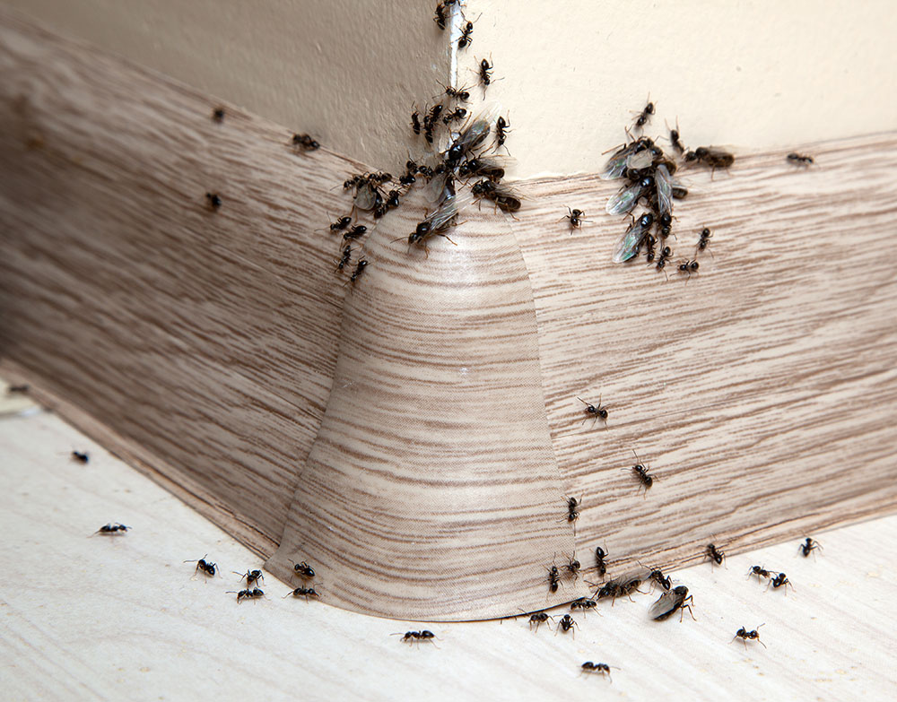 Picture of an ant problem in a home
