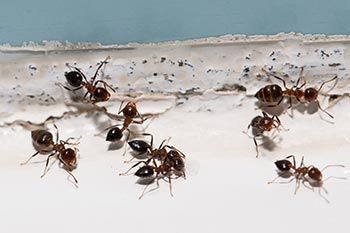 Picture of ants in a house in baton rouge