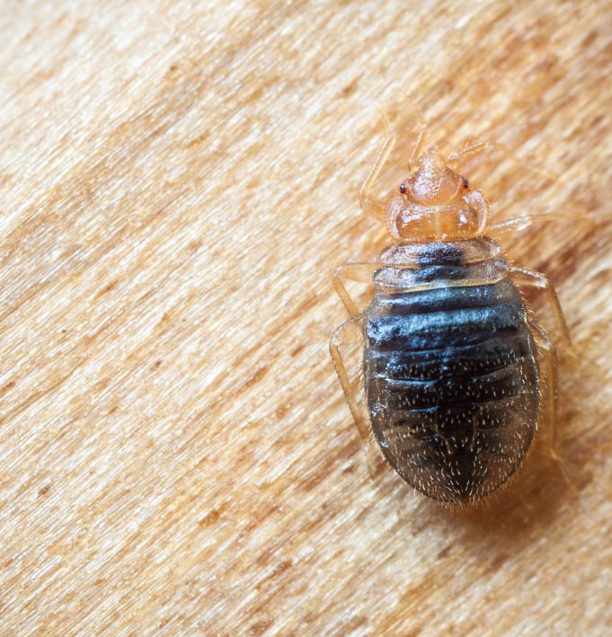 Picture of bed bug crawling on wood in baton rouge