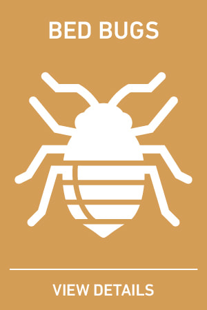 Picture of bed bug control icon containing a bed bug
