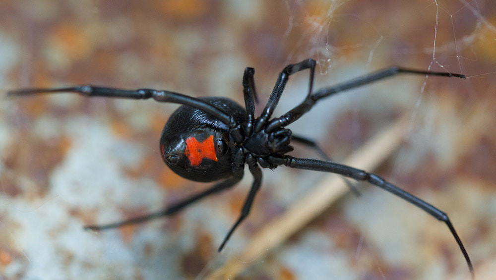 Picture of a black widow spider in Baton Rouge Louisiana