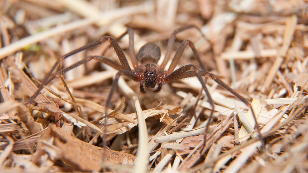 Picture of a brown recluse spider in Baton Rouge Louisiana