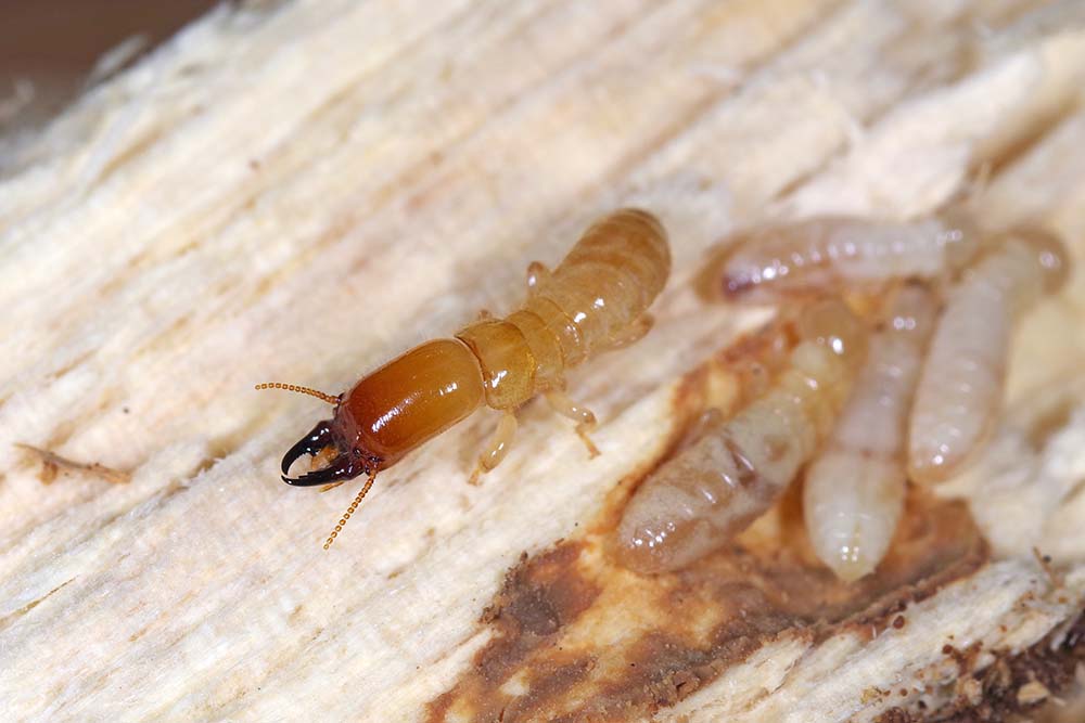 Picture of drywood termites