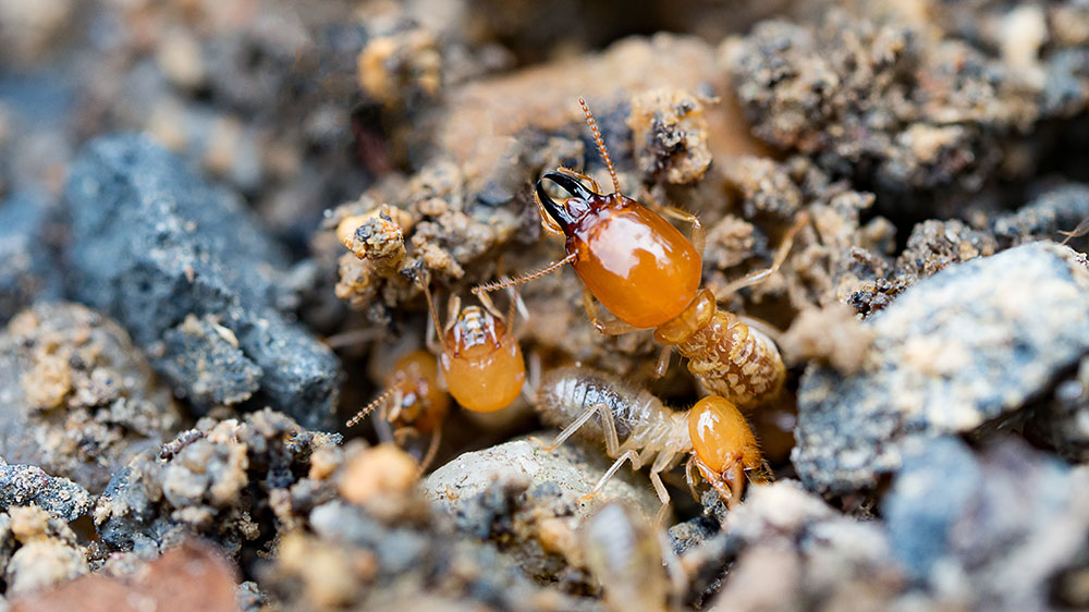 Picture of Formosan termites in New Orleans Louisiana