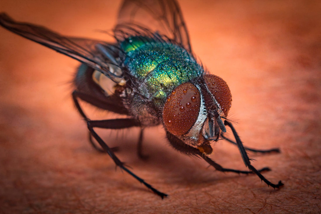 Picture of green bottle fly for fly control in baton rouge louisiana