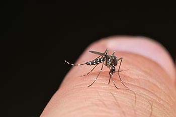 Mosquito biting a finger