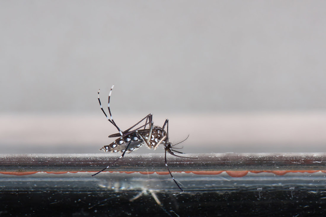 Picture of aedes mosquito in baton rouge louisiana