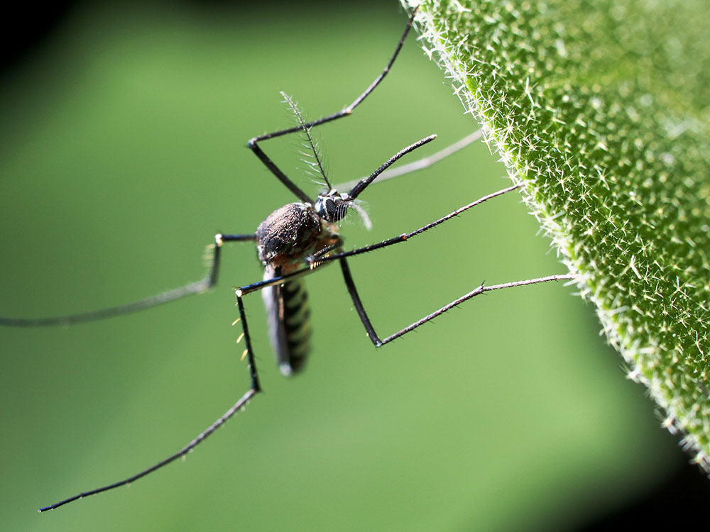 Picture of a mosquito on a plant at zoomed in view