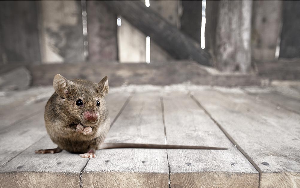 Picture of mouse in the attic pest control