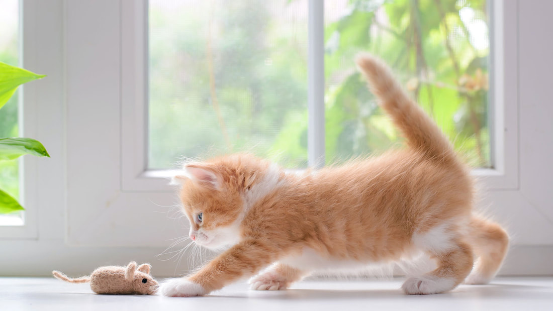 Picture of a kitten catching a toy mouse