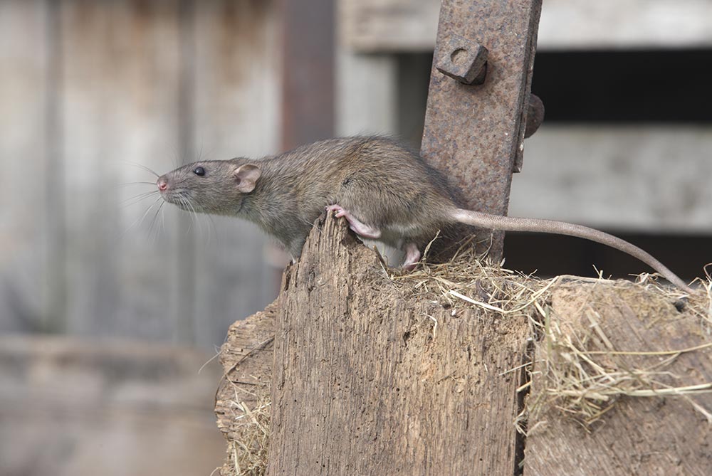Picture of a brown Norway rat in New Orleans Louisiana
