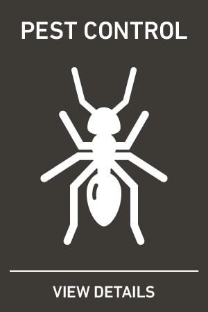 Picture of pest control icon containing an ant