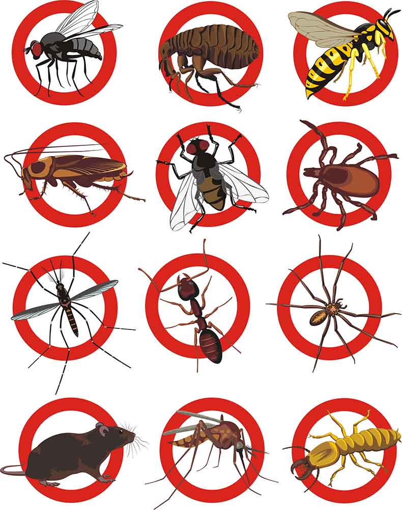 Picture of numerous pests problems