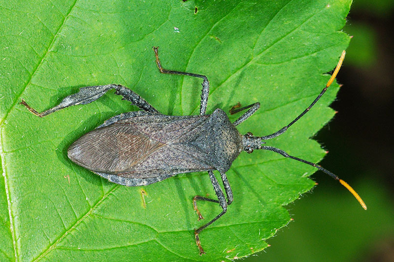 Picture of reduviidae aka kissing bug aka assassin bug on a leaf in baton rouge louisiana