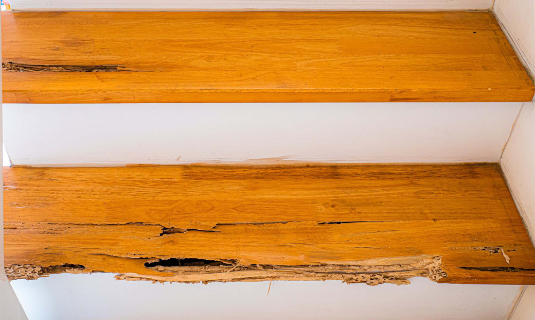 Picture of termite damage on wood stairs