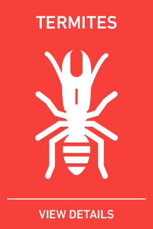 Picture of termite icon containing a termite