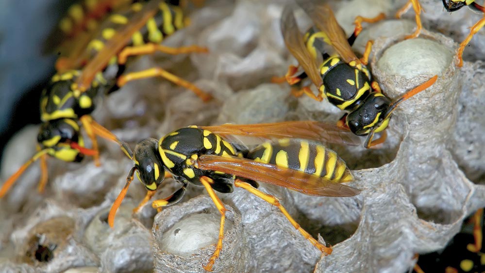 Picture of wasps in Baton Rouge Louisiana