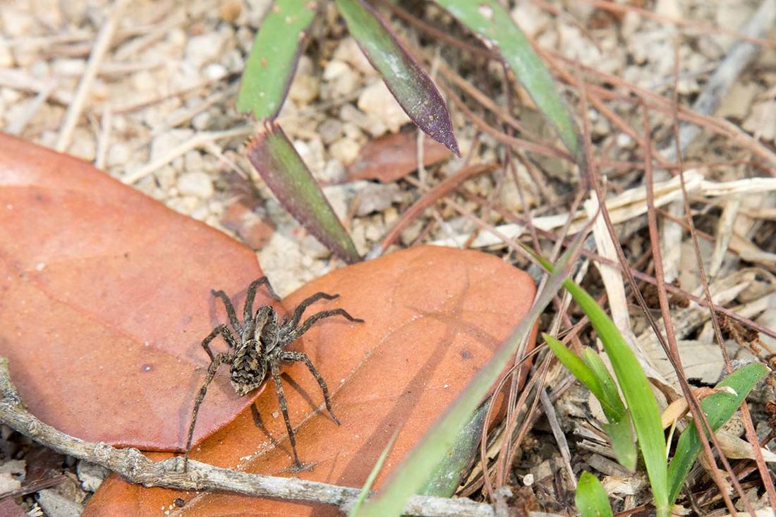 Picture of wolf spider in Baton Rouge Louisiana